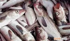 为什么把鳕鱼头剁掉,鳕鱼容易和什么鱼混淆