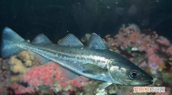 为什么把鳕鱼头剁掉,鳕鱼容易和什么鱼混淆