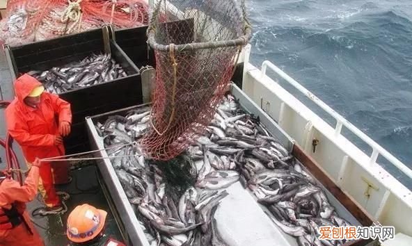 为什么把鳕鱼头剁掉,鳕鱼容易和什么鱼混淆