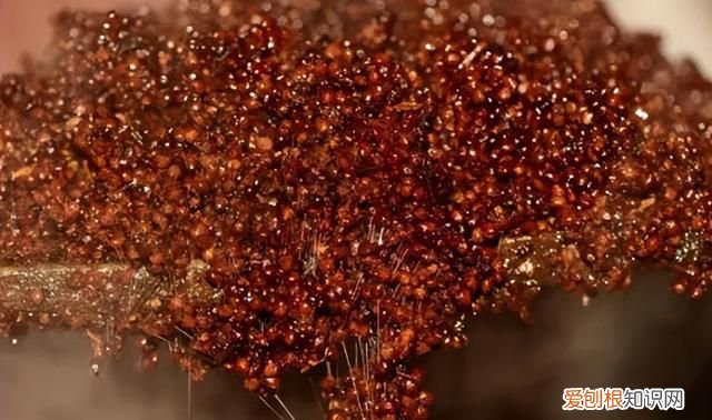 酱香型白酒和浓香型白酒的区别,酱香型白酒与浓香型白酒有啥区别