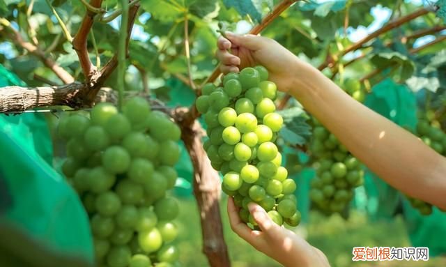 种植阳光玫瑰葡萄需要无核处理吗