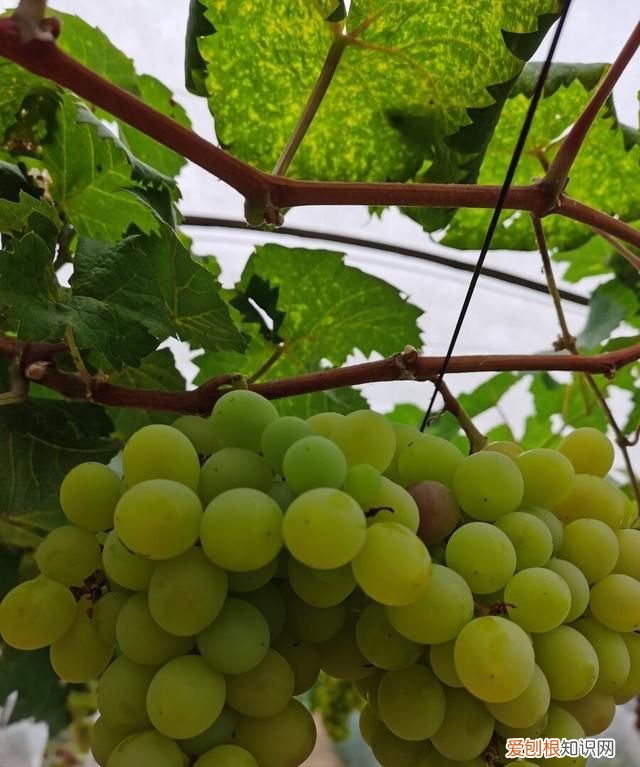 种植阳光玫瑰葡萄需要无核处理吗