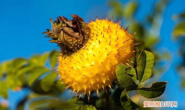 新鲜刺梨怎么保存效果最佳，刺梨一般生长在哪里怎么存放