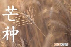 2023年芒种节气是几月几日