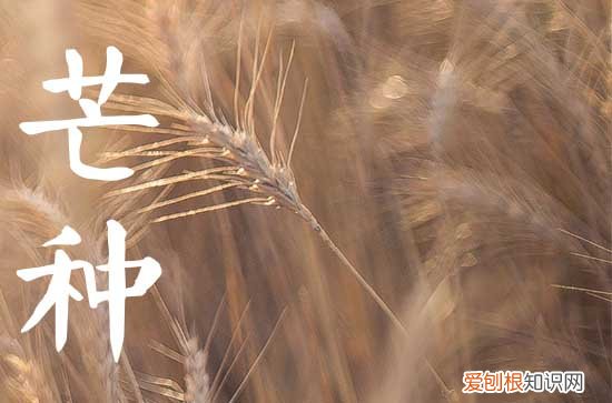 2023年芒种节气是几月几日