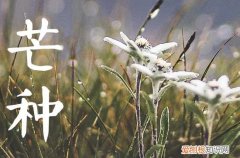 2023年芒种节气在阳历的几月