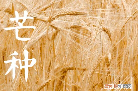 2023年芒种农历哪一天,今年阴历几月芒种