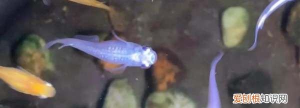 青鳉鱼卵要怎么孵化，漂亮宝贝鳉鱼怎么繁殖