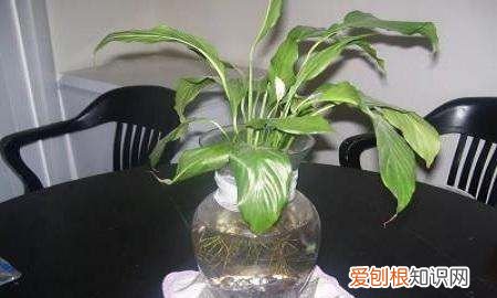 水培白掌叶子发黄怎么办,水培白掌的叶子发黄是怎么回事