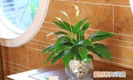 水培白掌叶子发黄怎么办,水培白掌的叶子发黄是怎么回事