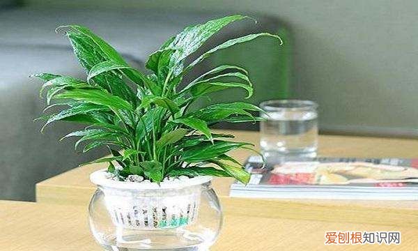 水培白掌叶子发黄怎么办,水培白掌的叶子发黄是怎么回事