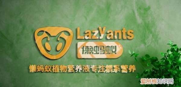 水培白掌叶子发黄怎么办,水培白掌的叶子发黄是怎么回事