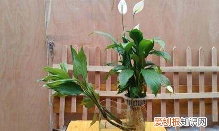 水培白掌叶子发黄怎么办,水培白掌的叶子发黄是怎么回事
