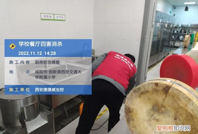 房子空置会饿死蟑螂吗