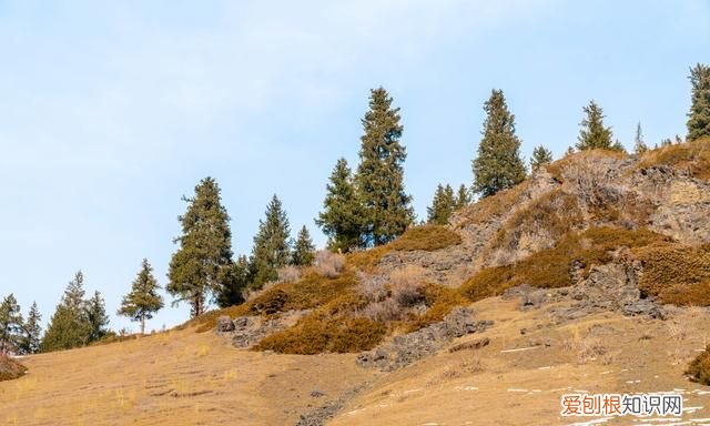猪可以喂车前草吗,养猪猪吃什么草最好长得快