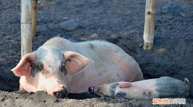 猪可以喂车前草吗,养猪猪吃什么草最好长得快