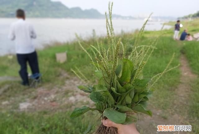 猪可以喂车前草吗,养猪猪吃什么草最好长得快