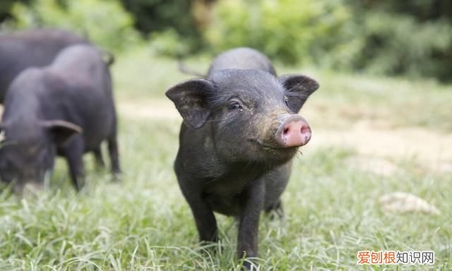 猪可以喂车前草吗,养猪猪吃什么草最好长得快