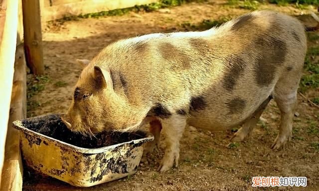 猪可以喂车前草吗,养猪猪吃什么草最好长得快