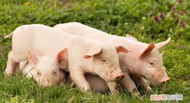 猪可以喂车前草吗,养猪猪吃什么草最好长得快