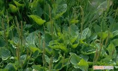 猪可以喂车前草吗,养猪猪吃什么草最好长得快