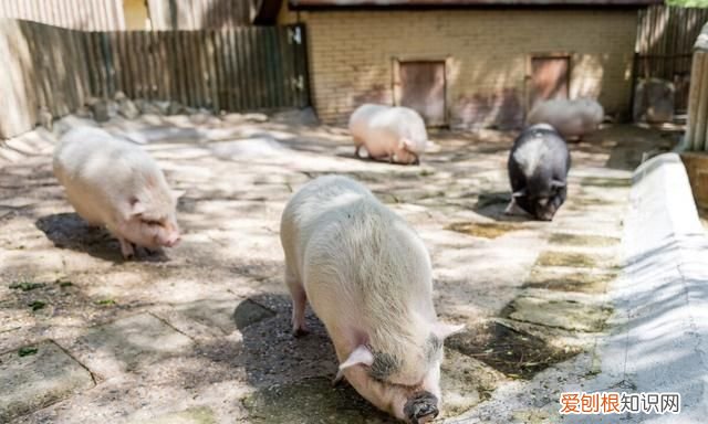 猪可以喂车前草吗,养猪猪吃什么草最好长得快