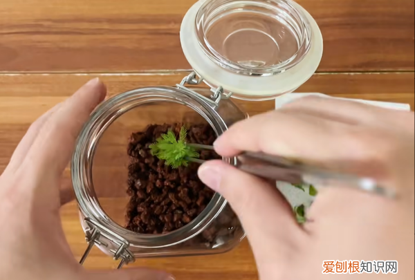 生态瓶怎么做，如何制作简易生态瓶