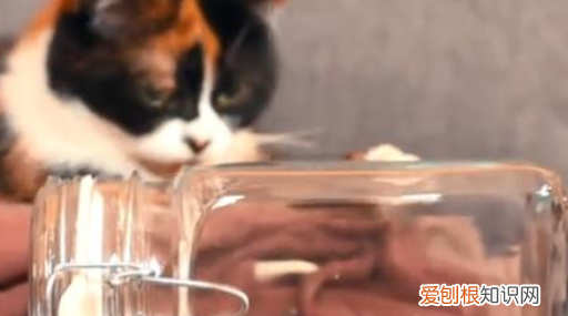 生态瓶怎么做，如何制作简易生态瓶