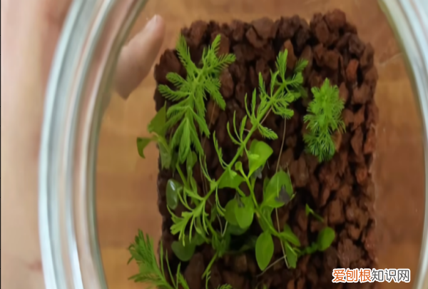 生态瓶怎么做，如何制作简易生态瓶