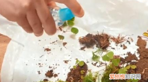 生态瓶怎么做，如何制作简易生态瓶