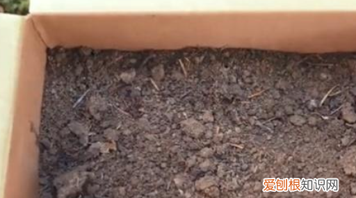 生态瓶怎么做，如何制作简易生态瓶