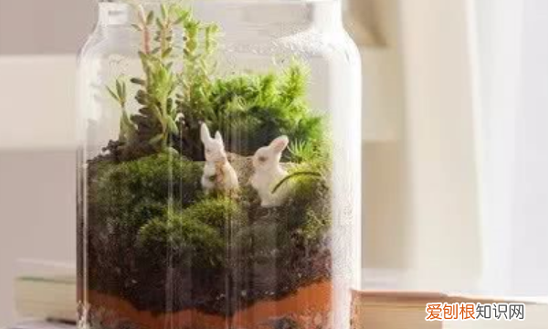 生态瓶怎么做,如何制作简易生态瓶