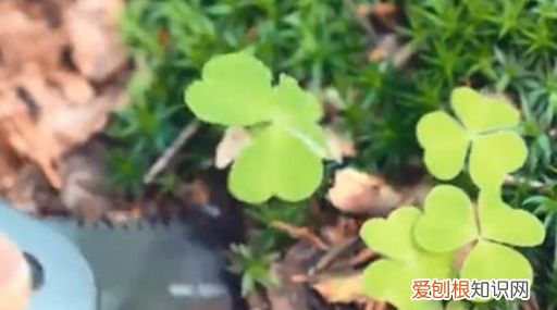 生态瓶怎么做，如何制作简易生态瓶