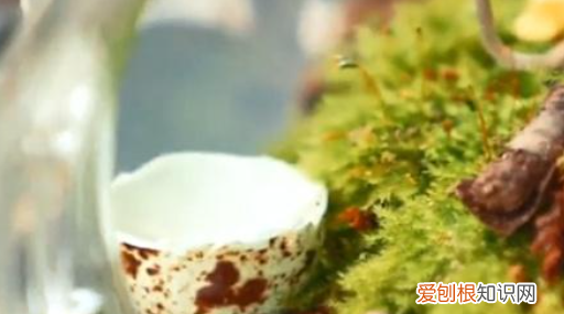 生态瓶怎么做，如何制作简易生态瓶