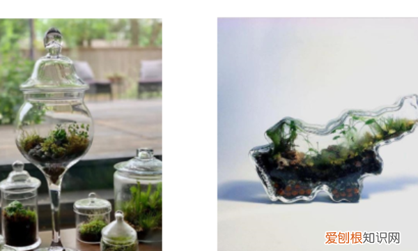 生态瓶怎么做,如何制作简易生态瓶