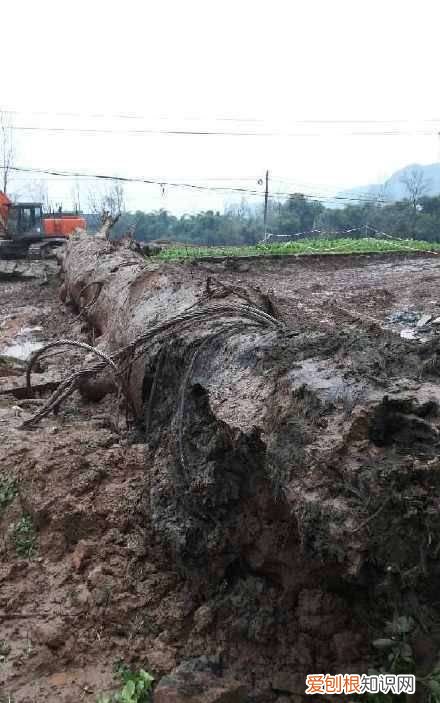 春申君故里是哪里,四川省达州市麻柳镇乡镇调整