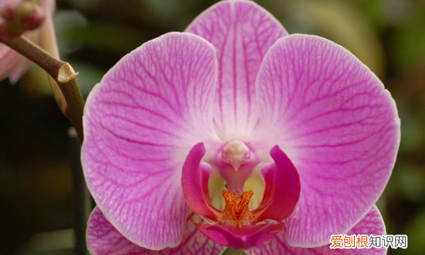 蝴蝶兰花怎么繁殖,蝴蝶兰的繁殖方法和栽培技术
