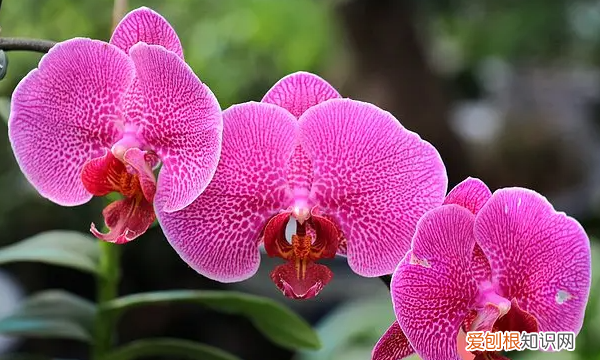 蝴蝶兰花怎么繁殖，蝴蝶兰的繁殖方法和栽培技术