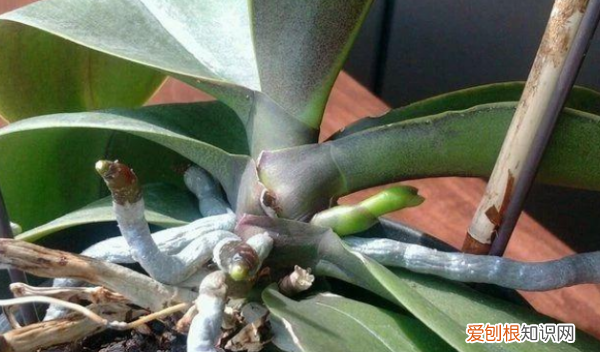 蝴蝶兰花怎么繁殖,蝴蝶兰的繁殖方法和栽培技术