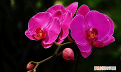 蝴蝶兰花怎么繁殖，蝴蝶兰的繁殖方法和栽培技术