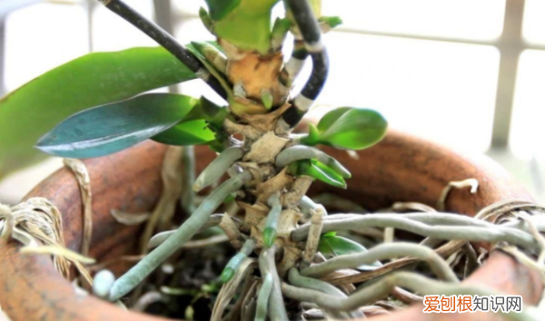 蝴蝶兰花怎么繁殖,蝴蝶兰的繁殖方法和栽培技术