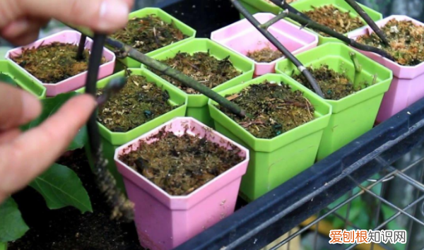 蝴蝶兰花怎么繁殖，蝴蝶兰的繁殖方法和栽培技术