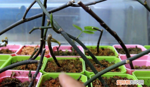 蝴蝶兰花怎么繁殖,蝴蝶兰的繁殖方法和栽培技术