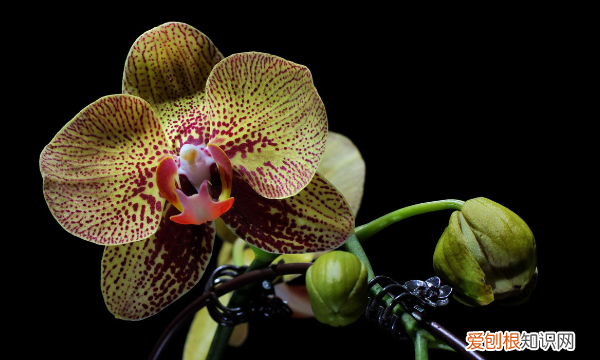 蝴蝶兰花怎么繁殖，蝴蝶兰的繁殖方法和栽培技术