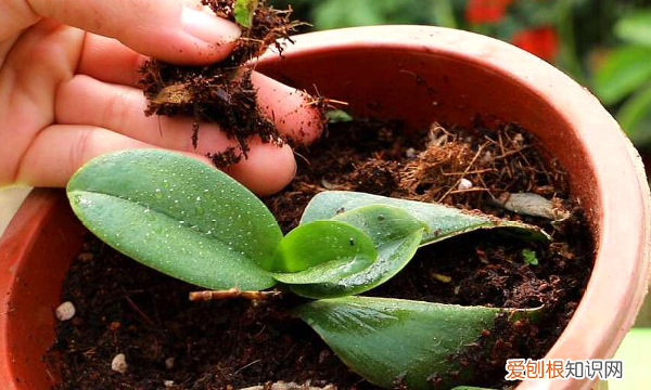 蝴蝶兰花怎么繁殖,蝴蝶兰的繁殖方法和栽培技术
