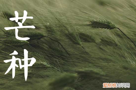 2023年的芒种是哪一天,2023年芒种属于几月