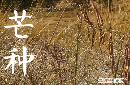 2023年芒种是几月几号几点几分几秒