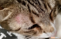 幼猫的猫癣好得快吗图片 ，幼猫的猫癣好得快吗会传染吗？
