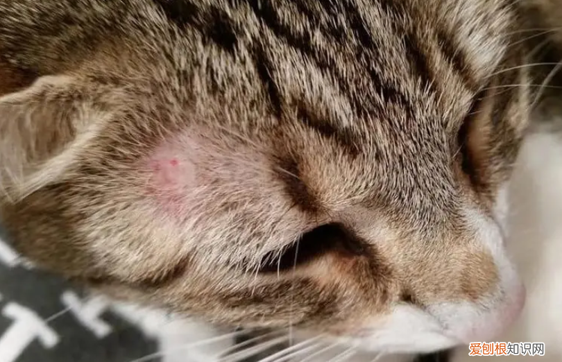 幼猫的猫癣好得快吗图片 ，幼猫的猫癣好得快吗会传染吗？