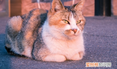 猫喜欢盯着一个地方看 ，猫猫喜欢盯着我看？